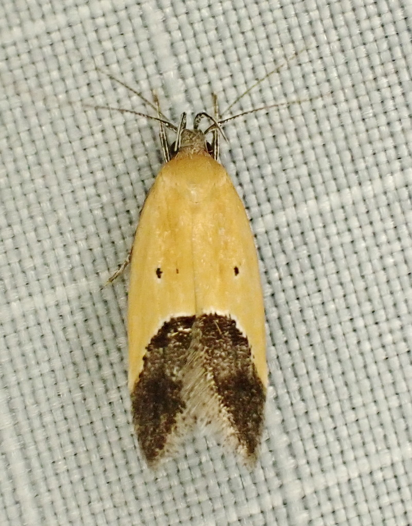Bush-clover triclonella