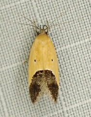 Bush-clover triclonella