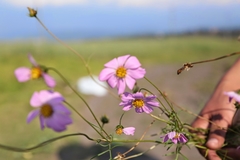 Cosmos bipinnatus