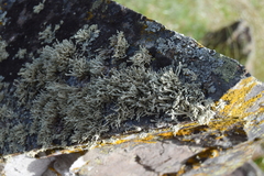 Ramalina capitata