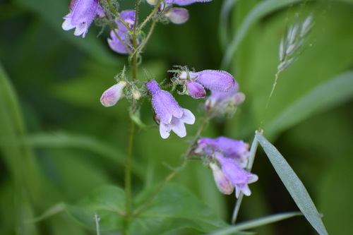 Image of Penstemon calycosus by (c) vrschmalhofer, some rights reserved (CC BY)