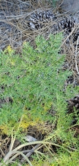 Lomatium multifidum