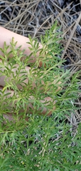 Lomatium multifidum