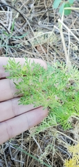 Lomatium multifidum
