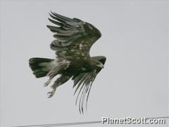 Greater Spotted Eagle photo 6