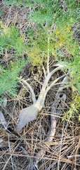Lomatium multifidum