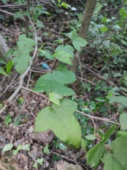 Liquidambar formosana