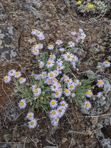 Erigeron pumilus