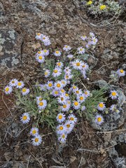 Erigeron pumilus var. intermedius