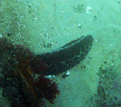 Botryocladia pseudodichotoma