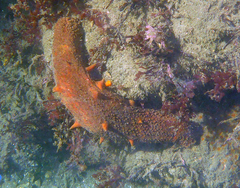 Apostichopus parvimensis