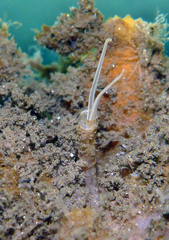 Phyllochaetopterus
