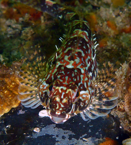 Saddleback sculpin (Oligocottus rimensis) — Cottidae