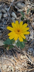 Arnica cernua