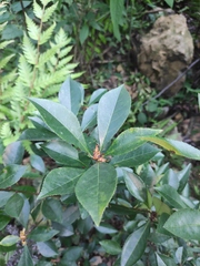 Photinia bodinieri