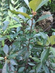 Photinia bodinieri