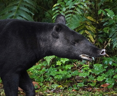 Tapirus pinchaque