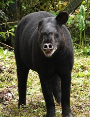 Tapirus pinchaque