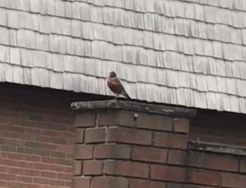 photo of American Robin (Turdus migratorius)