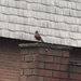 photo of American Robin (Turdus migratorius)