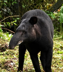 Tapirus pinchaque