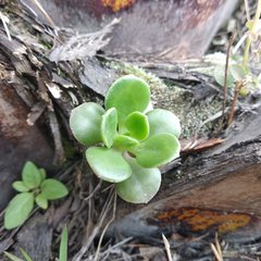 Sedum praealtum