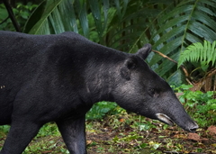 Tapirus pinchaque