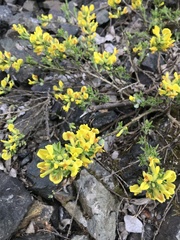 Chamaecytisus ruthenicus