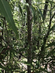 Salix caroliniana image