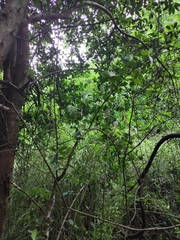 Photinia bodinieri
