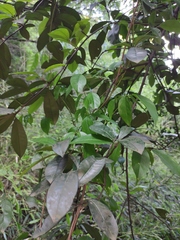 Photinia bodinieri