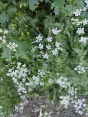Anthriscus sylvestris