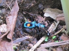 Pseudoxycheila bipustulata