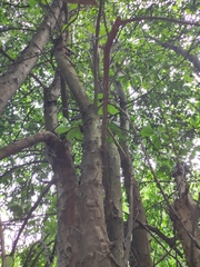 Photinia bodinieri