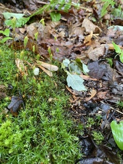Polytrichum pallidisetum