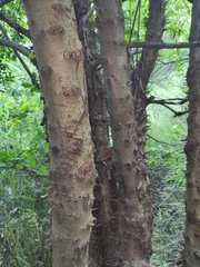 Photinia bodinieri