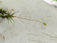 Polytrichum pallidisetum