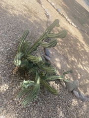 Myrtillocactus