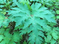 Heracleum sosnowskyi