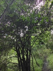 Photinia bodinieri