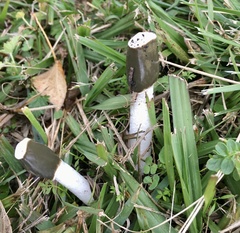Phallus granulosodenticulatus