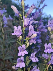 Penstemon platyphyllus