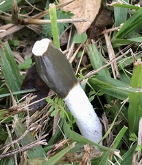 Phallus granulosodenticulatus