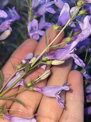 Penstemon platyphyllus