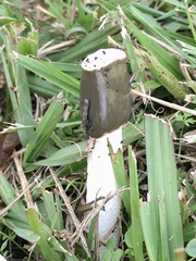 Phallus granulosodenticulatus