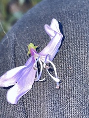 Penstemon platyphyllus