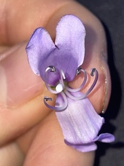 Penstemon platyphyllus