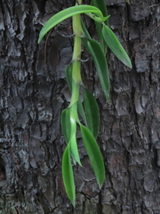 Thrixspermum subulatum