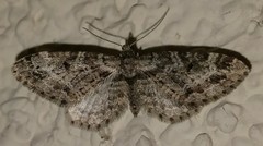 Eupithecia rotundopuncta