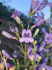 Penstemon platyphyllus